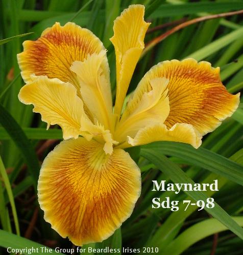 Maynard Sdg 7-98 (1)